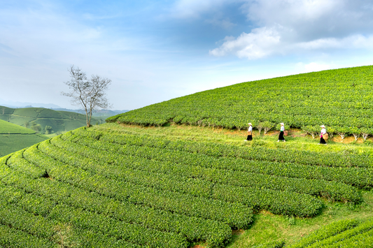 How is our Original matcha produced?