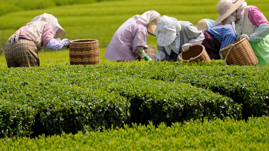 The Fascinating History of Matcha: A Journey Through the Centuries