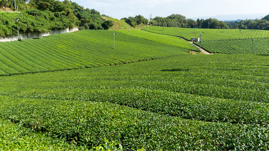Organic vs. conventional Matcha: what are the differences?