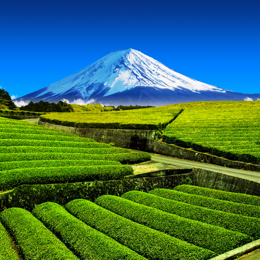 Shizuoka, la principale région productrice de matcha au Japon