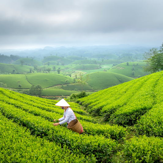 Shizuoka, Japan's leading matcha-producing region