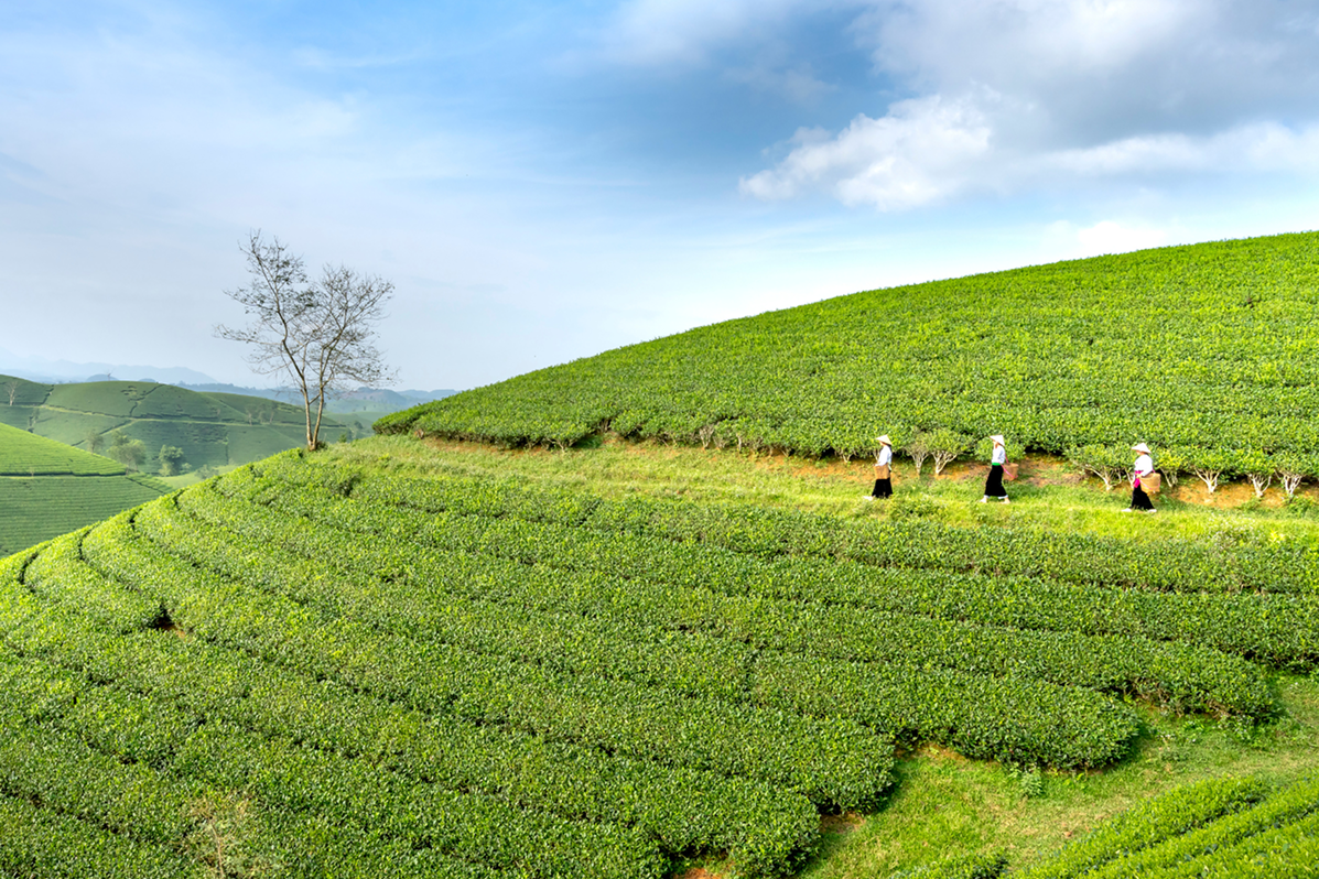 How is our Original matcha produced?
