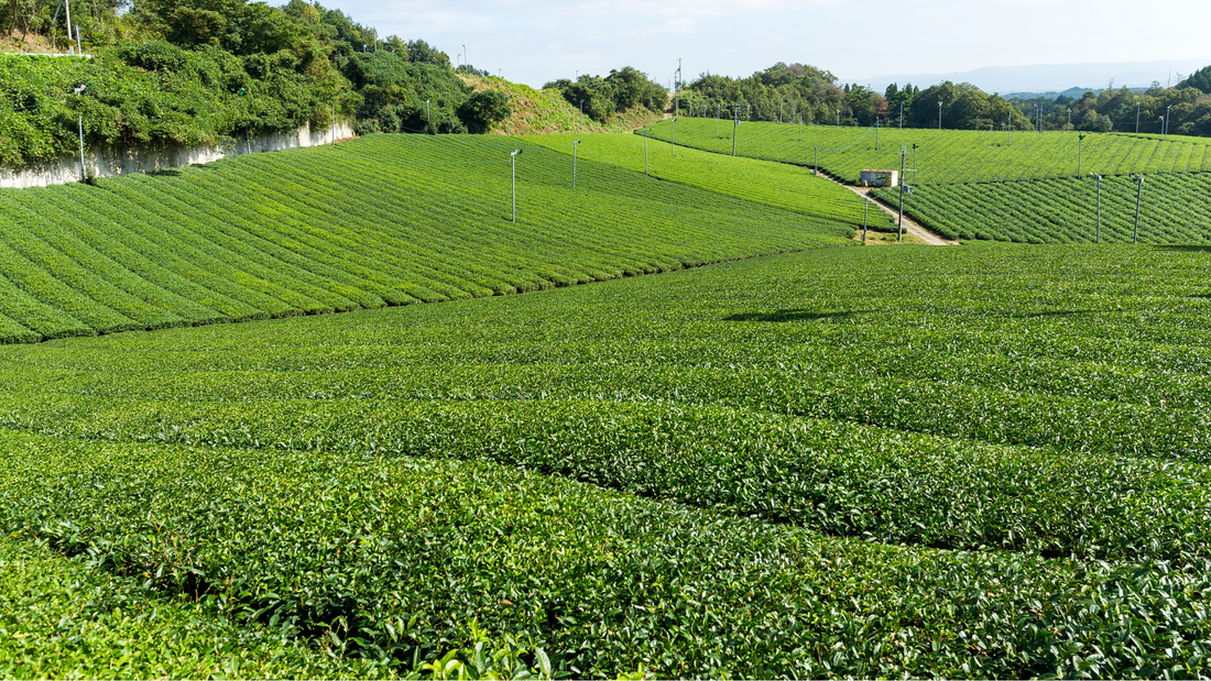 Organic vs. conventional Matcha: what are the differences?