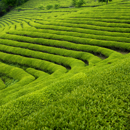 Champ de Matcha Japonais