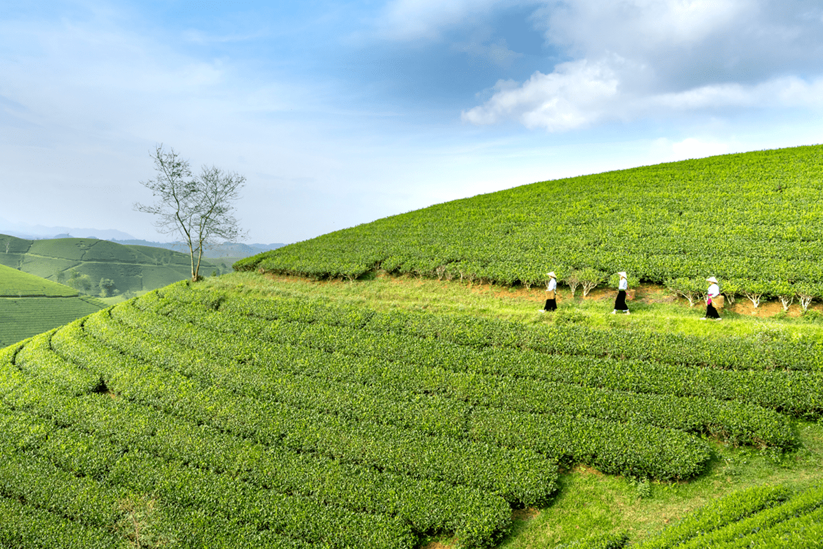 Comment est produit le matcha ? De la feuille à la poudre - Tsuki Matcha