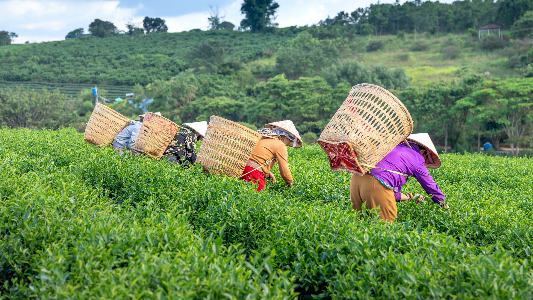 Le Matcha : Voyage à Travers l'Histoire et les Traditions du Thé Vert Japonais - Tsuki Matcha