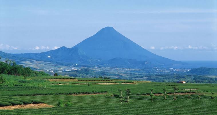 Matcha Kagoshima : terroir volcanique, cultivars et caractéristiques - Tsuki Matcha