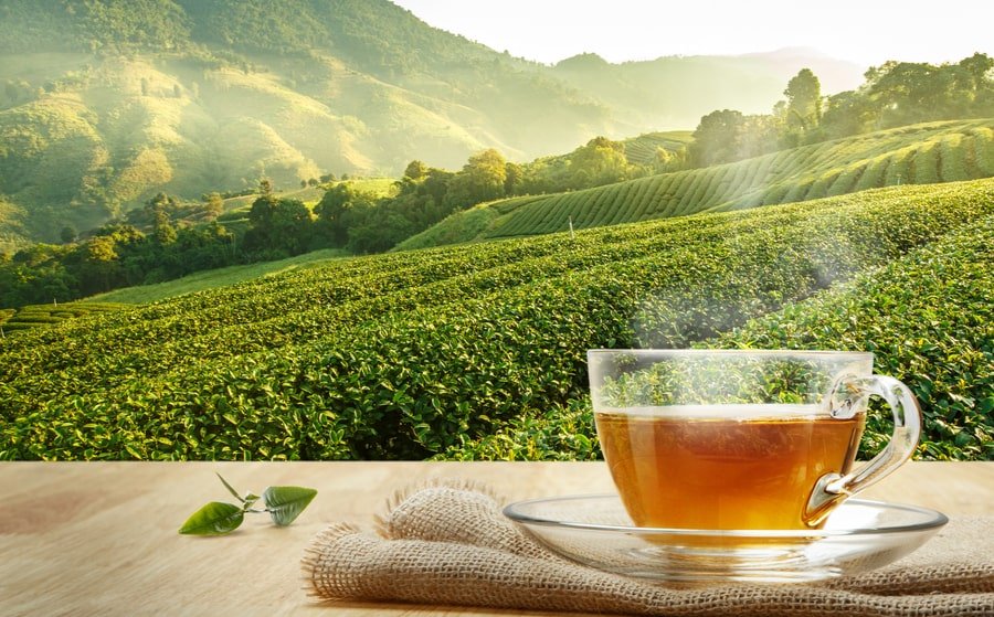 Thé vert : bienfaits, types et différence avec le matcha - Tsuki Matcha