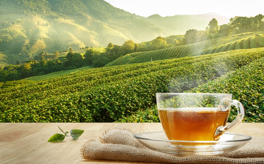 Thé vert : bienfaits, types et différence avec le matcha